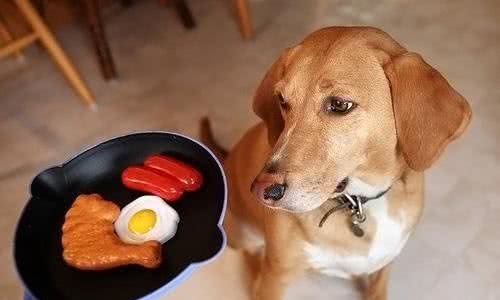 狗狗食欲不振怎么办?这六招,帮你解决