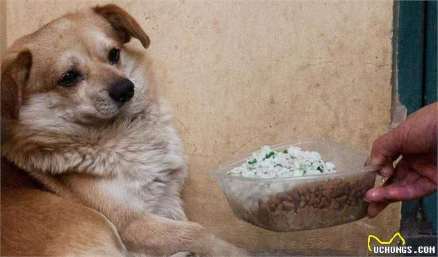 狗狗食欲不振怎么办?这六招,帮你解决