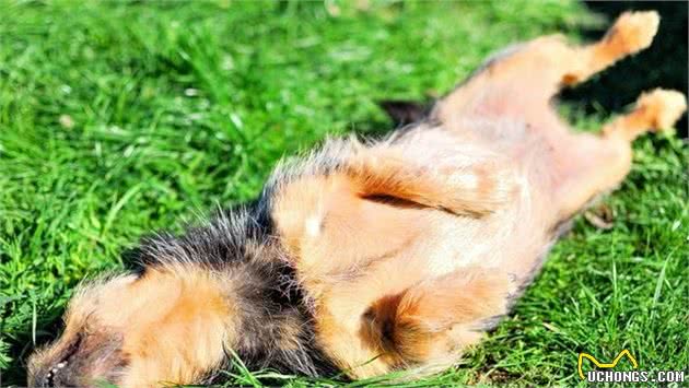 狗狗食欲不振怎么办?这六招,帮你解决