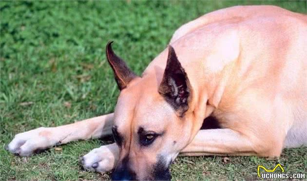 狗狗食欲不振怎么办?这六招,帮你解决