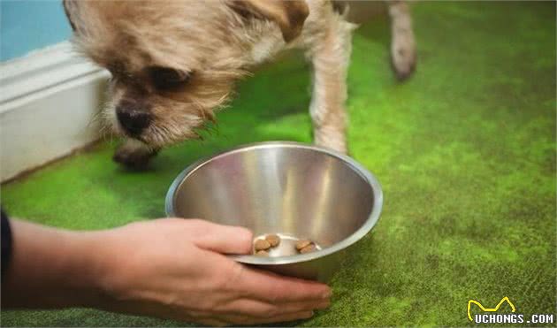 狗狗食欲不振怎么办?这六招,帮你解决