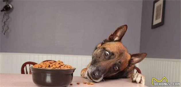 狗狗食欲不振怎么办?这六招,帮你解决