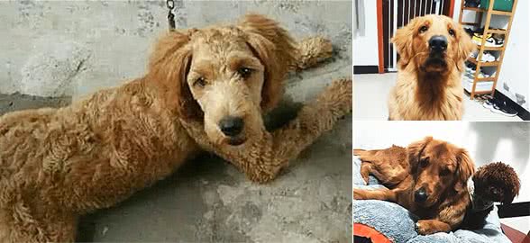 金毛居然被泰迪犬上了，结果怀孕了，生下一只什么呢？一起来看看