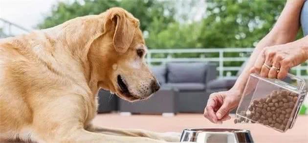 什么才是好犬粮？选择犬粮的时候，我们应当注意哪些问题？