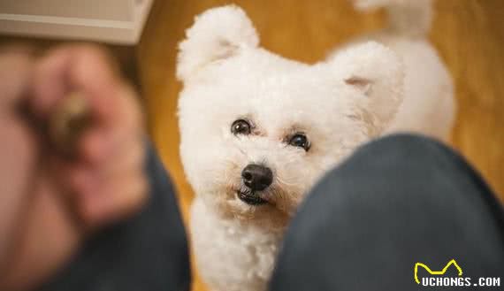 一朵来自地中海的棉花糖—比熊犬