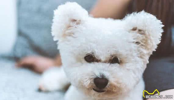 一朵来自地中海的棉花糖—比熊犬