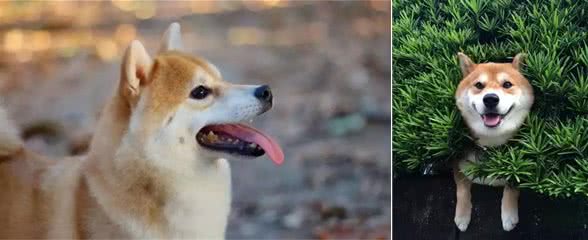 柴犬究竟是什么性格?为什么那么多人喜欢？
