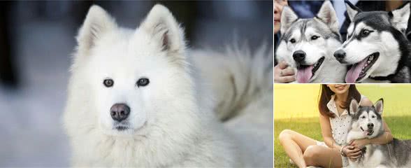 哈士奇犬那么不好，可是为什么养哈士奇犬的人越来越多？