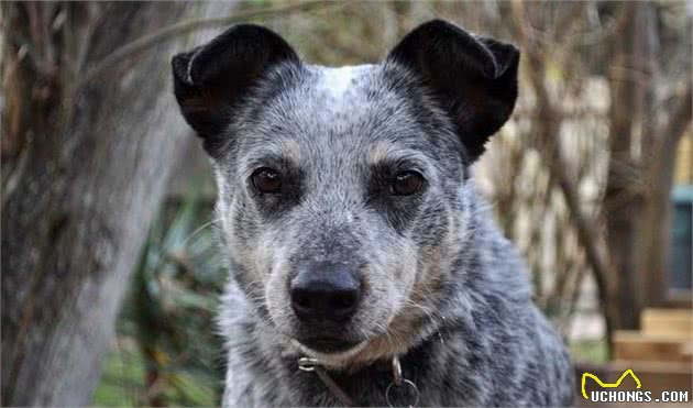 老年犬常见9个问题，狗狗生命的最后，这些都是不能防止的