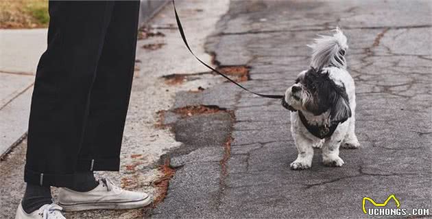 老年犬常见9个问题，狗狗生命的最后，这些都是不能防止的