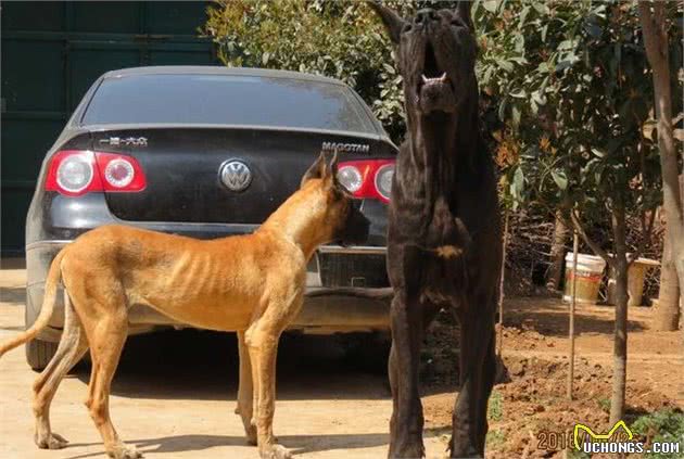 毕竟是犬中的“姚明”此犬善于奔跑，并且能够捕捉猎物