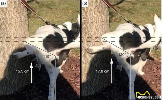 狗子尿尿高抬腿=人类相亲谎报身高？长知识了