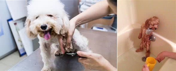 狗狗会害怕这7件事！你家狗子有全中么？