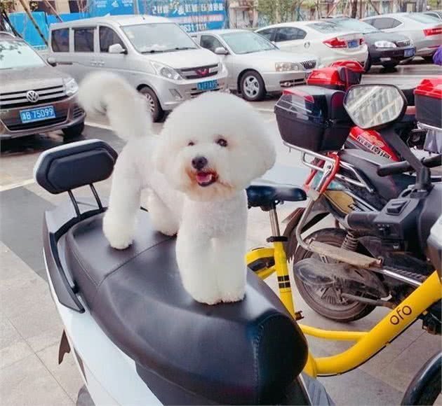狗狗关笼子到底好不好？