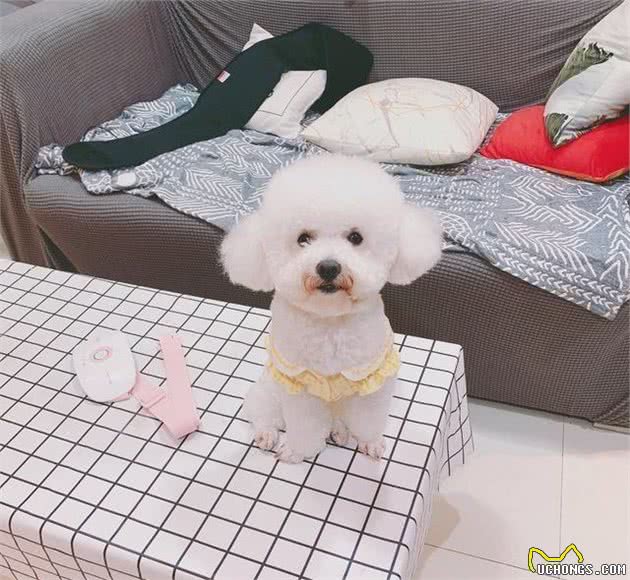 狗狗关笼子到底好不好？