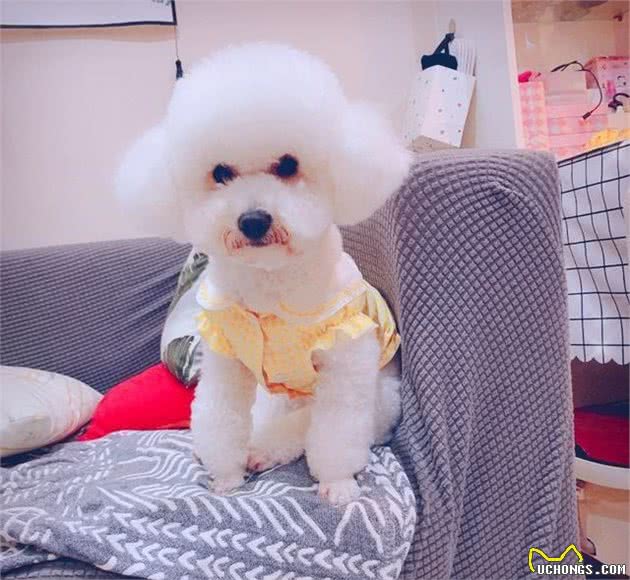 狗狗关笼子到底好不好？