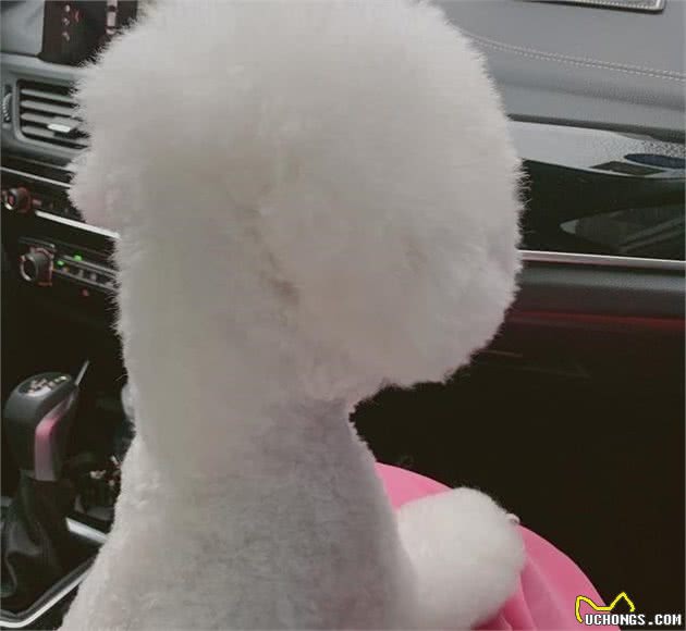 狗狗关笼子到底好不好？