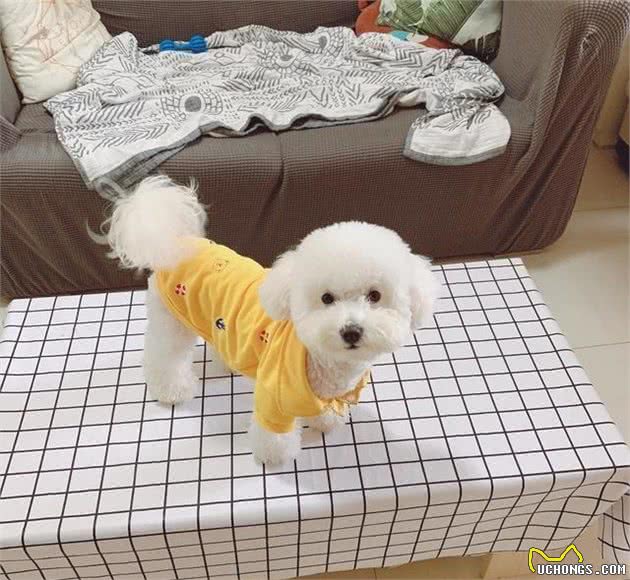 狗狗关笼子到底好不好？