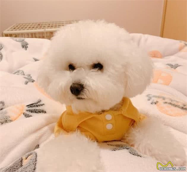 狗狗关笼子到底好不好？