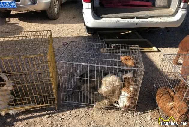 犬市兜售成年犬，没有买家就沦为淘汰犬，将会作为肉狗处置！