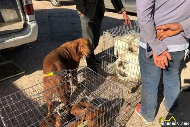 犬市兜售成年犬，没有买家就沦为淘汰犬，将会作为肉狗处置！