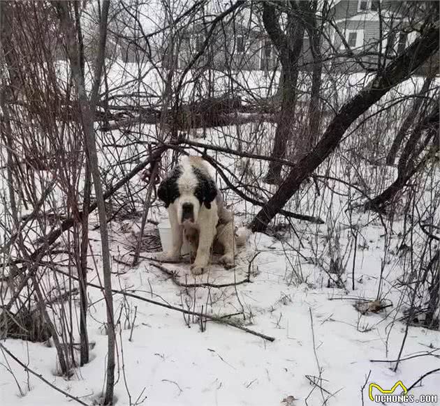 高龄老狗被困雪地里，两个星期后竟奇迹生还……