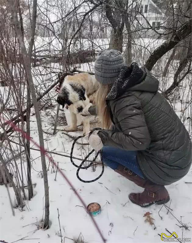 高龄老狗被困雪地里，两个星期后竟奇迹生还……