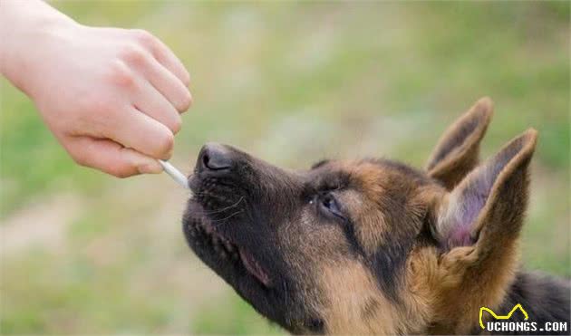 德国牧羊犬真的可怕吗？细数这5点，带你真正了解德国牧羊犬