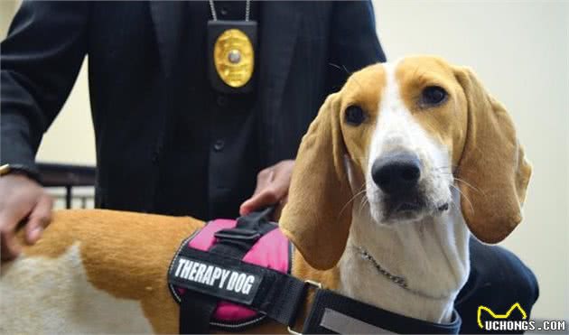 治疗犬基本看天性，狗狗不必严格训练，温和喜欢跟人交往就行