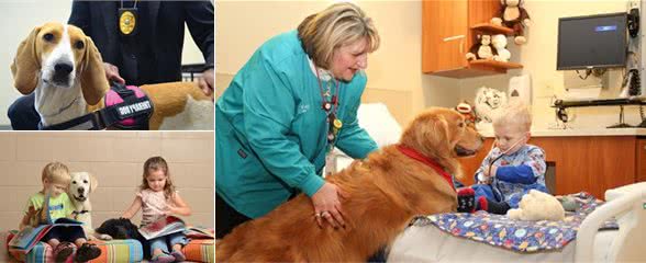 治疗犬基本看天性，狗狗不必严格训练，温和喜欢跟人交往就行