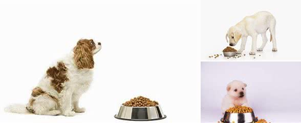 你了解犬粮吗？容易常犯的4个犬粮误区