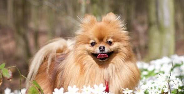 博美犬这么受欢迎是因为它有这五种优点