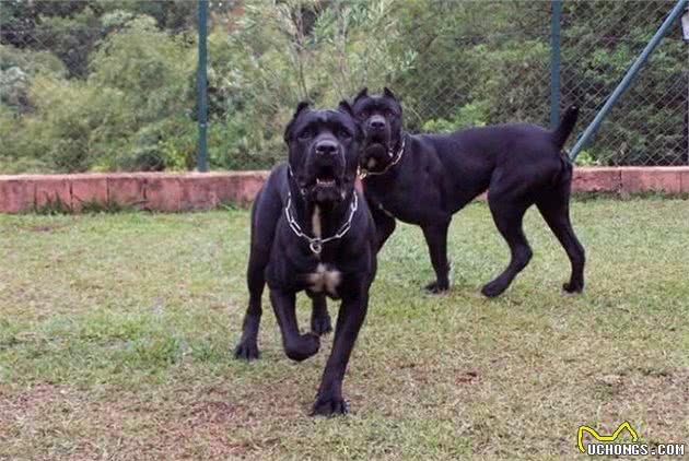 2只藏獒干掉一头狮子！世界九大顶级恶犬排行榜