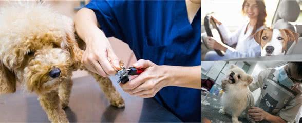 养狗的朋友注意了！狗狗最害怕这7件事，网友：我家狗全中
