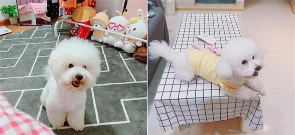 又白又萌的比熊犬真的那么容易得病吗？让我来告诉你吧