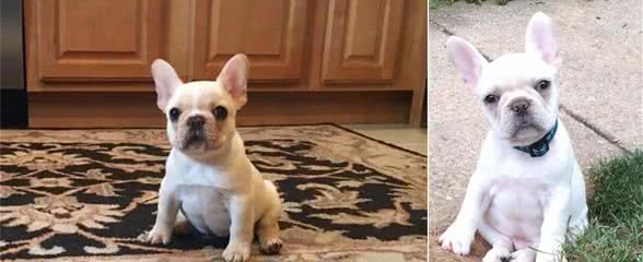 购买帖3—教你分辨法国斗牛犬会逆袭的，你其实漏掉了很多好狗