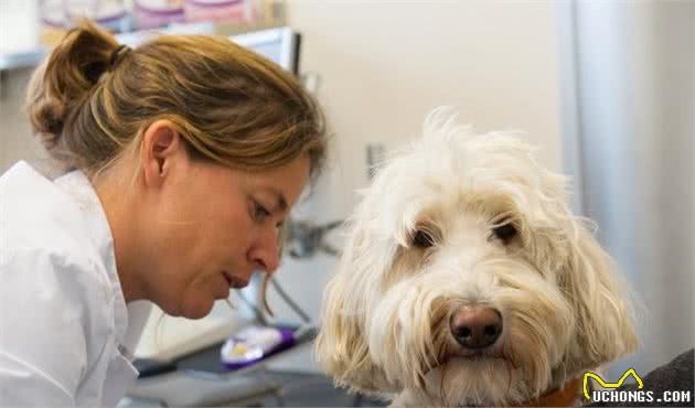 泰迪犬和人类的年龄对比表，请好好珍惜你的狗