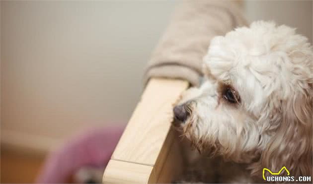 泰迪犬和人类的年龄对比表，请好好珍惜你的狗