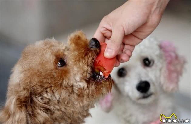 泰迪犬和人类的年龄对比表，请好好珍惜你的狗