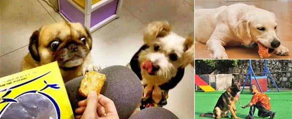 使用零食科学训犬，狗狗会更加听话，3个零食训犬要点必须记住