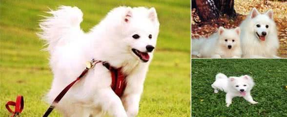 银狐犬多少钱一只？银狐犬的价格