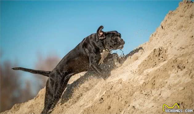 参与过二战的4种军犬，捍卫世界和平的先驱