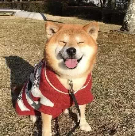 狗狗犯错怎么纠正?快来get正确的惩罚方式