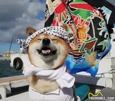 狗狗犯错怎么纠正?快来get正确的惩罚方式