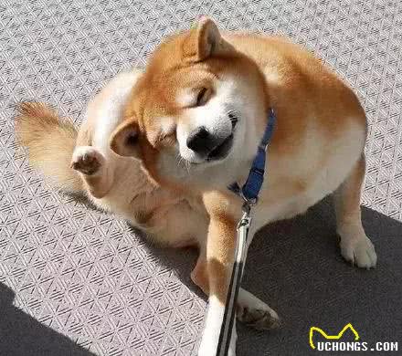 狗狗犯错怎么纠正?快来get正确的惩罚方式