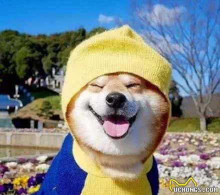 狗狗犯错怎么纠正?快来get正确的惩罚方式