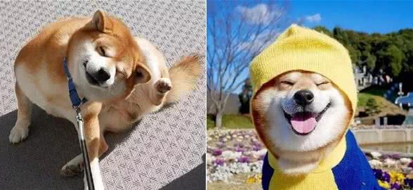 狗狗犯错怎么纠正？快来get正确的惩罚方式