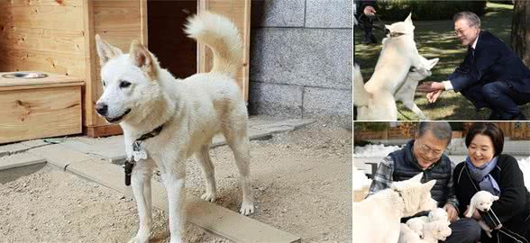 丰山犬，秘而不宣的朝鲜“国犬”