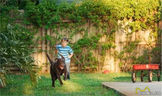 小编提醒你：在训练狗狗时，这几大错误不能犯