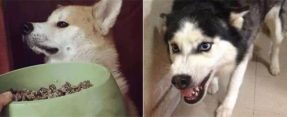 狗狗的这些毛病惯不得，主人要及时纠正，让它学乖